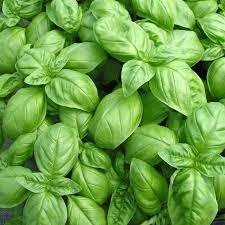 plant de BASILIC