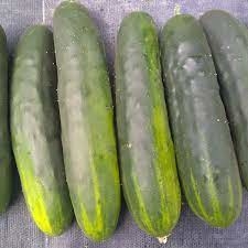 PLANT CONCOMBRE le généreux