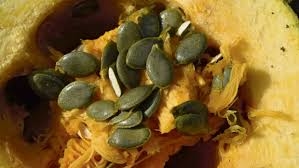 PLANT DE COURGE A GRAINES