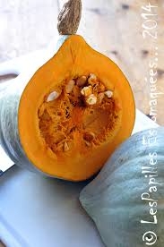 PLANT DE COURGE BLUE BALLET