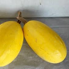 PLANT DE COURGE SPAGHETTI