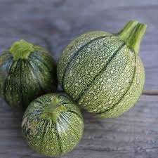 PLANT DE COURGETTE ronde