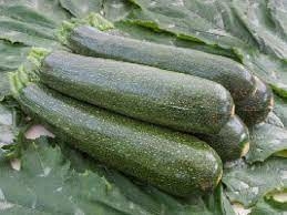 PLANT COURGETTE VERTE