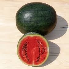 PLANT DE PASTEQUE sugar baby