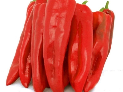 PLANT DE POIVRON Corne de taureau rouge