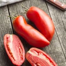 PLANT DE TOMATE andine cornue