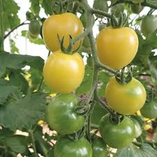 PLANT DE TOMATE CERISE BLANCHE