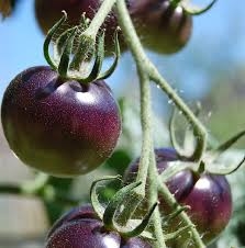 PLANT DE TOMATE CERISE BLEUE