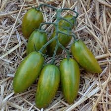 PLANT DE TOMATE CERISE green tiger