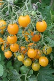 PLANT DE TOMATE CERISE JAUNE