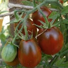 PLANT DE TOMATE CERISE NOIRE PRUNE