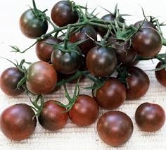 PLANT DE TOMATE CERISE NOIRE