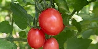 PLANT DE TOMATE CERISE ROSE OVALE