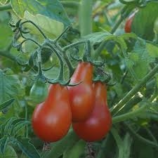 PLANT DE TOMATE CERISE ROUGE POIRE