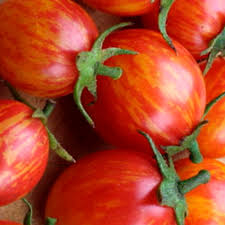 PLANT DE TOMATE CERISE ROUGE STRIEE