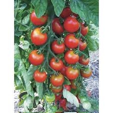 PLANT DE TOMATE CERISE ROUGE