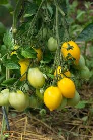 PLANT DE TOMATE JAUNE OVALE