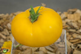 PLANT DE TOMATE JAUNE RONDE