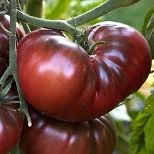 PLANT DE TOMATE NOIRE RONDE