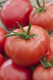 PLANT DE TOMATE ROSE RONDE