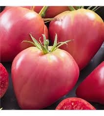 PLANT DE TOMATE ROSE TYPE COEUR DE BOEUF