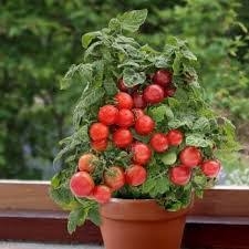 PLANT DE TOMATE ROUGE POT