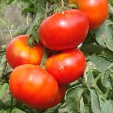 PLANT DE TOMATE ROUGE RONDE