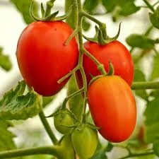 PLANT DE TOMATE ROUGE SAUCE