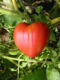 PLANT DE TOMATE ROUGE TYPE COEUR DE BOEUF