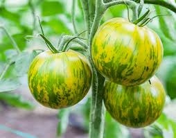 PLANT DE TOMATE green zebra