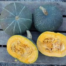 PLANT POTIRON GREEN HOKKAIDO