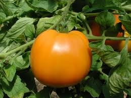 PLANT DE TOMATE ORANGE RONDE