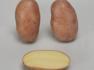 POMME DE TERRE DESIREE SAC DE 10 KG