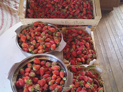 barquette de fraises 250 gr