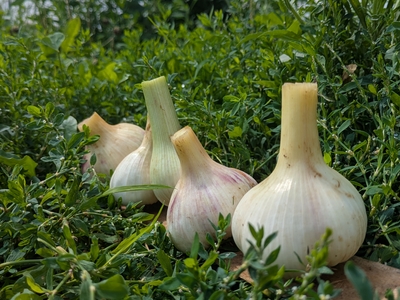 ail nouveau
