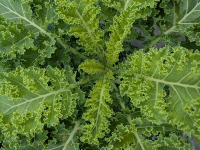 chou kale vert