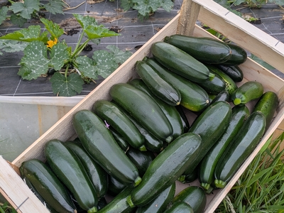 Courgette