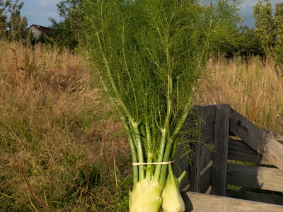 fenouil botte