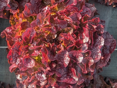 Feuille de chêne Rouge