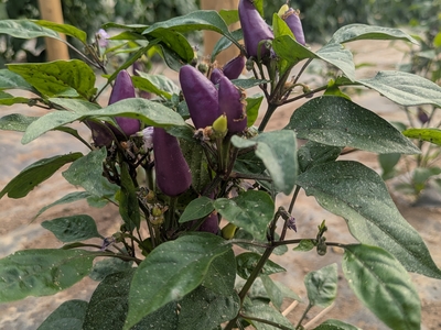 piment aurora