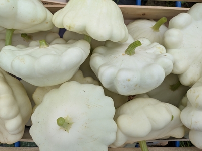 Pâtisson blanc