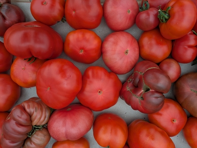 tomate ancienne