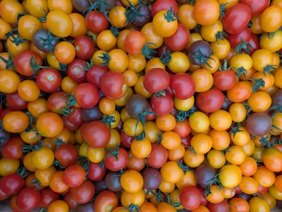 tomate cerise
