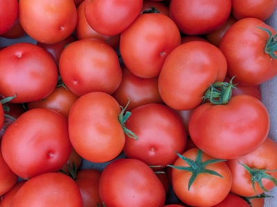 tomate ronde rouge