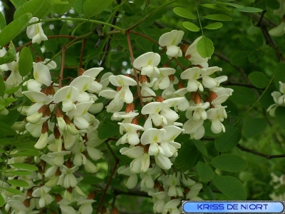 Sirop de fleurs d'acacia