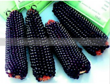 2 plants de maïs Popcorn Noir BIO en pot (FP)