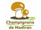 2 ème choix Champignons de Madiran Blonds (le PLATEAU de 2kgs)