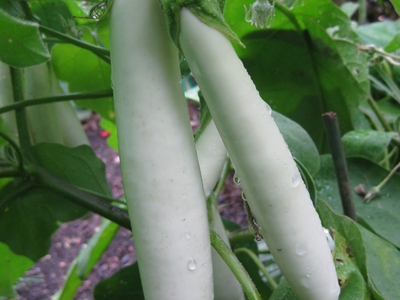 Plant d'Aubergine longue Blanche