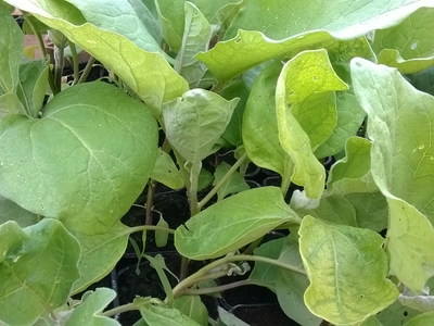 Plant d'aubergine Violette de Florence