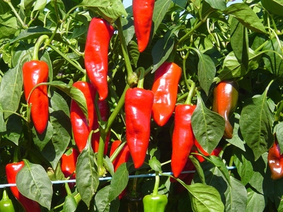 Plant de piment Goria ( équivalant à l'Espelette)